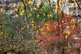 Crab Apple, Dogwood, & Willow Foliage