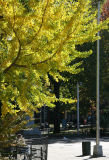 Ginkgo Tree Foliage