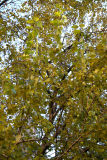 Mulberry Tree Foliage