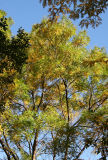 Locust Tree Foliage