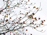 Dogwood Berries