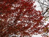Maple Tree Foliage