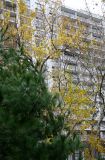 Pine & Mulberry Trees