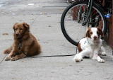 Waiting for Their Human Companion at the Childrens Aid Society