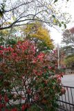 Park View - Burning Bush
