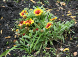 Gaillardia