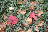 Ground Cover - Myrtle & Loose Foliage