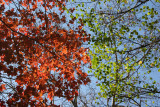 Maple & Elm Tree Foliage