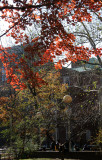 NYU Law School & Maple Tree Foliage at Chess Corner