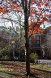 NYU Law School & Maple Tree Foliage at Chess Corner