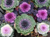 Ornamental Cabbage - 1 Fifth Avenue Sidewalk Garden