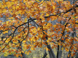 Oak Tree Foliage