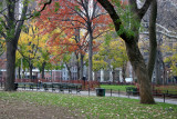 Park View - Oak & Maple Tree Foliage