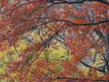 Oak & Maple Tree Foliage