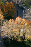 Pear Tree Foliage