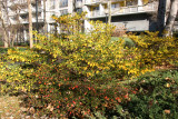 Garden View - Azalea, Pyracantha & Juniper