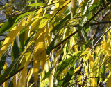Willow Foliage