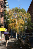 Northend View - Birch & Scholar Tree