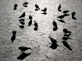 Fountain Plaza View - Pigeons in the Morning Sun