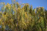 Jumbo Jet Flying Over a Willow Tree