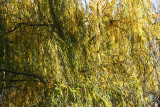 Willow Tree Foliage
