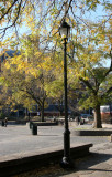 Park View - Scholar Tree Foliage