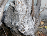 Wisteria Vine Trunk