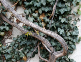 Wisteria & Ivy Vines