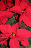 Poinsettia NYU WSV Lobby