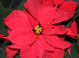 Poinsettia NYU WSV Lobby