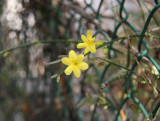 Jasminum nudiflorum