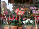 Anthology Floral Shop