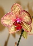 Orchids - Phalaenopsis