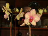 Orchids - Phalaenopsis