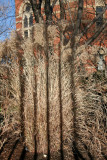 Winter Grass & Fence Shadows