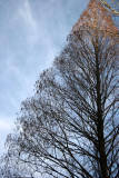 Dawn Redwood - Liz Christy Community Garden