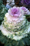 Ornamental Cabbage