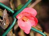 Quince Blossom through a Chain Link Fence