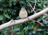 Sparrow in a Peach Tree
