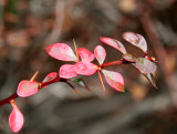 Berberis