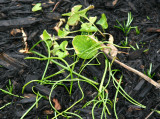 Grass Sprouts from Ashes