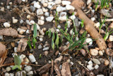 Crocus Sprouts