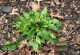 Shasta Daisy or Leucanthemum Foliage