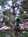Bird House in a Pine Tree