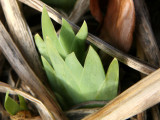 Iris Foliage