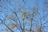 Corylus or Hazel Tree