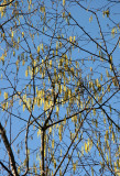 Corylus or Hazel Tree