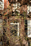 Quince Bush Buds at Washington Square North