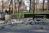 Pigeons at the Picnic Table