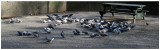 Pigeons at the Picnic Table